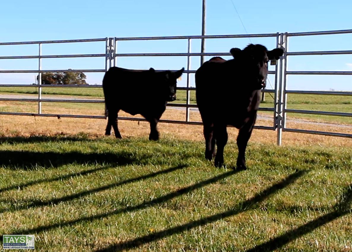 Tays Realty & Auction Auction ONLINE CATTLE AUCTION 75± HEAD of