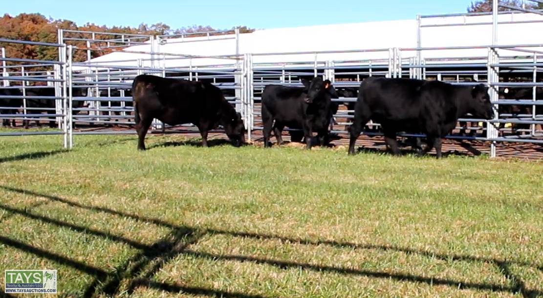 Tays Realty & Auction Auction ONLINE CATTLE AUCTION 75± HEAD of