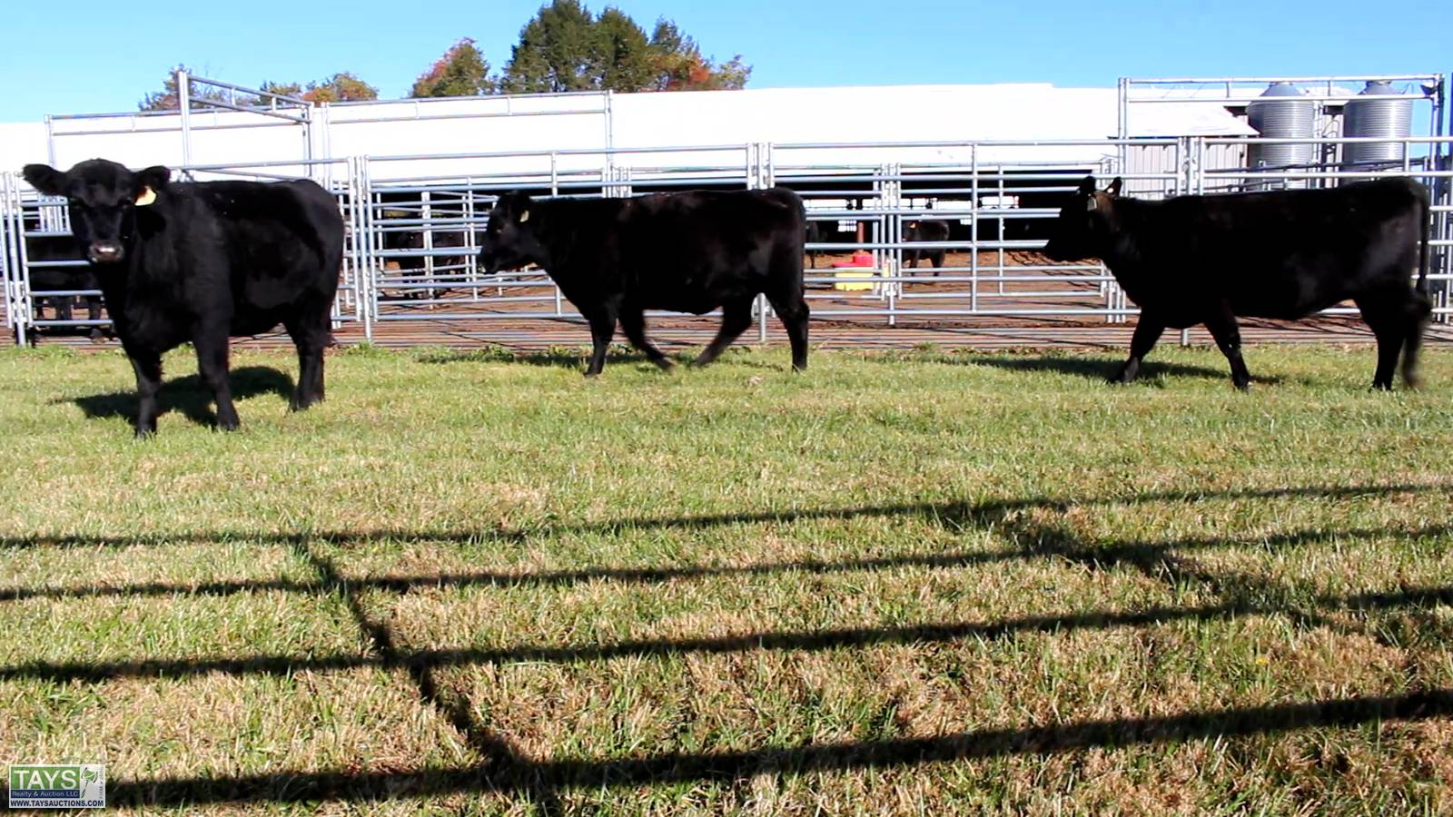 Tays Realty & Auction Auction ONLINE CATTLE AUCTION 75± HEAD of