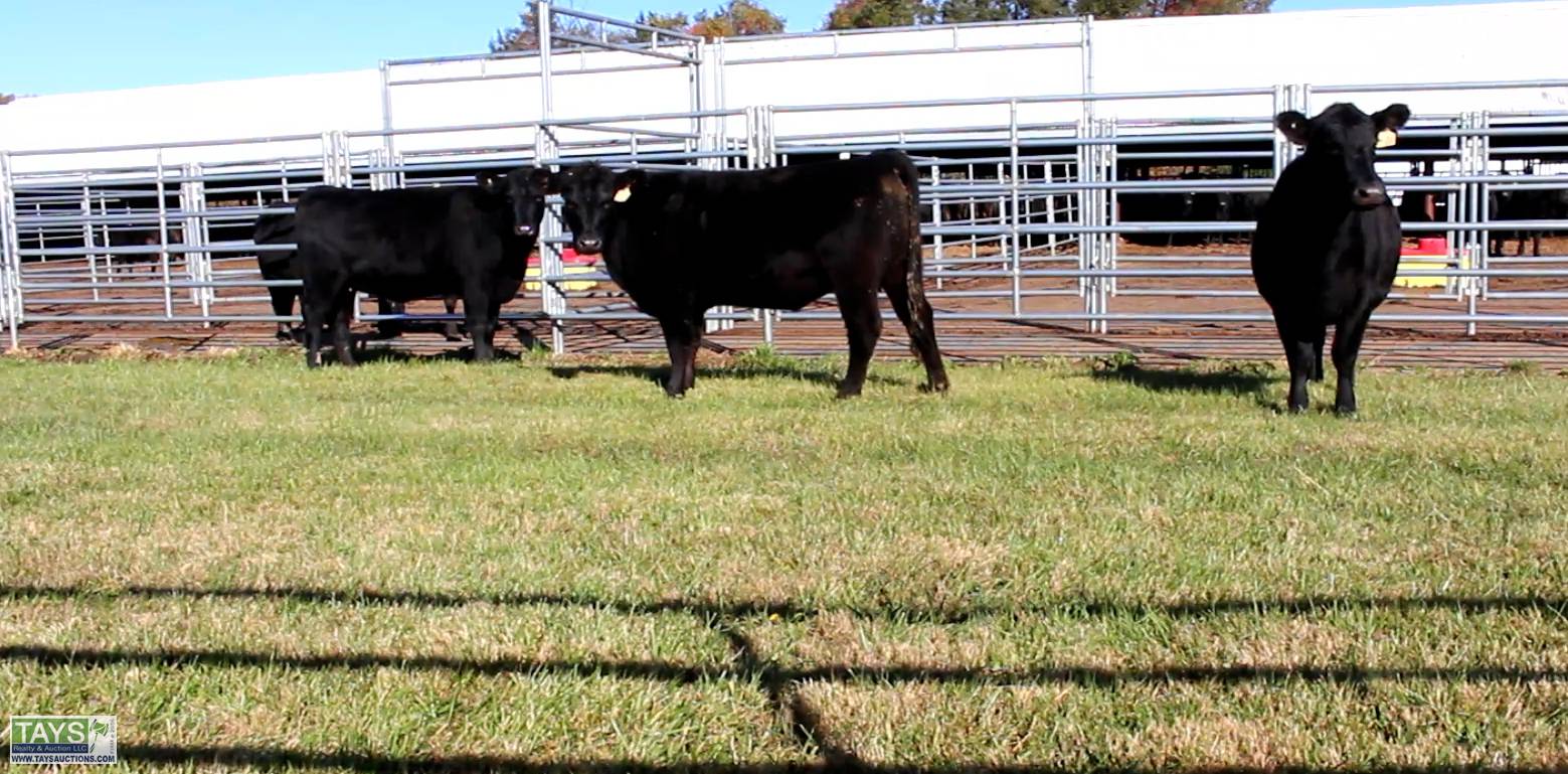 Tays Realty & Auction Auction ONLINE CATTLE AUCTION 75± HEAD of