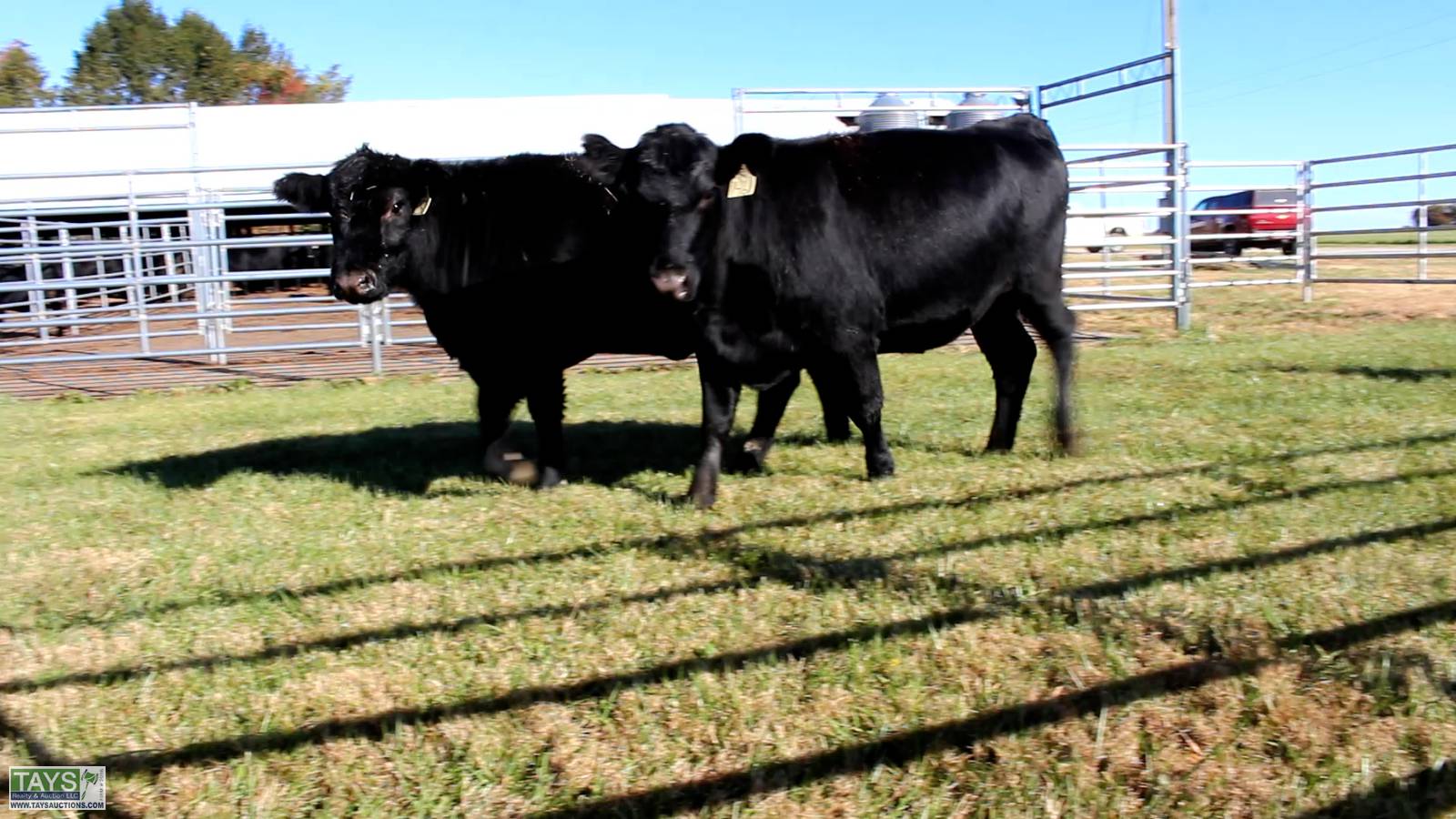Tays Realty & Auction Auction ONLINE CATTLE AUCTION 75± HEAD of