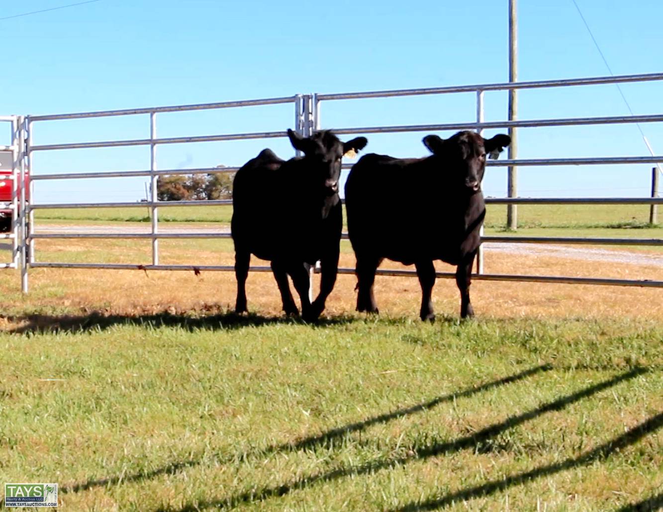 Tays Realty & Auction Auction ONLINE CATTLE AUCTION 75± HEAD of
