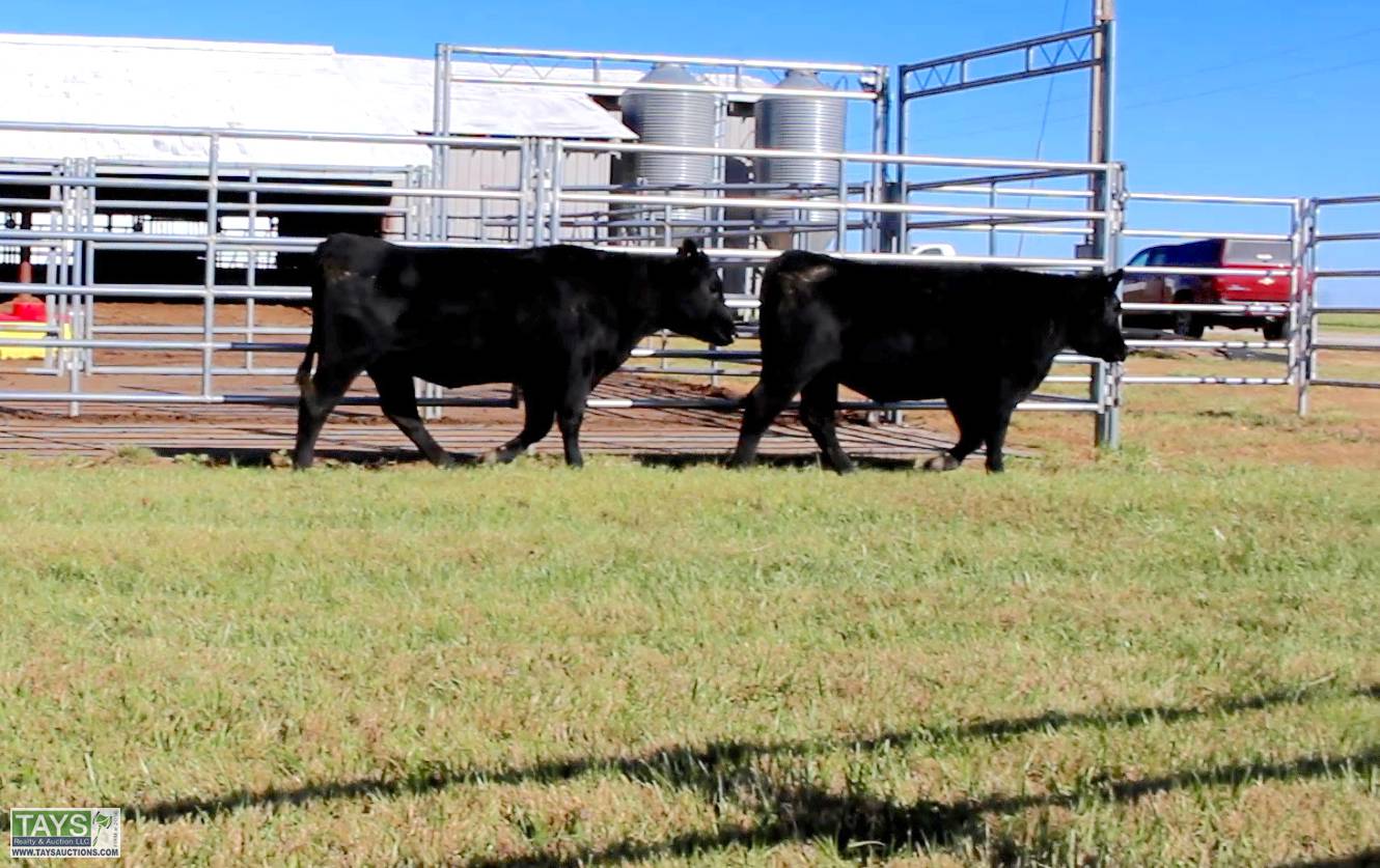 Tays Realty & Auction Auction ONLINE CATTLE AUCTION 75± HEAD of