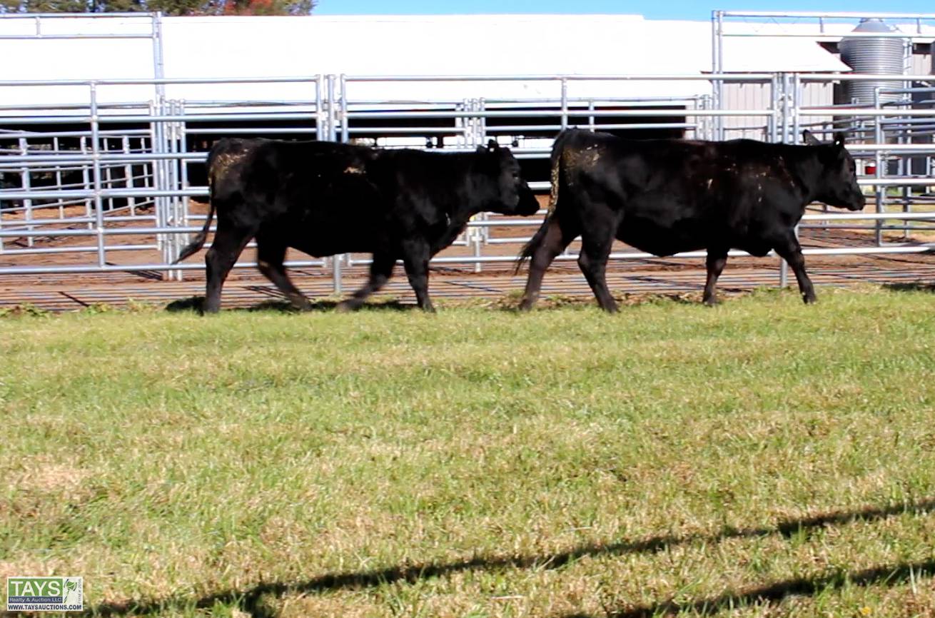 Tays Realty & Auction Auction ONLINE CATTLE AUCTION 75± HEAD of