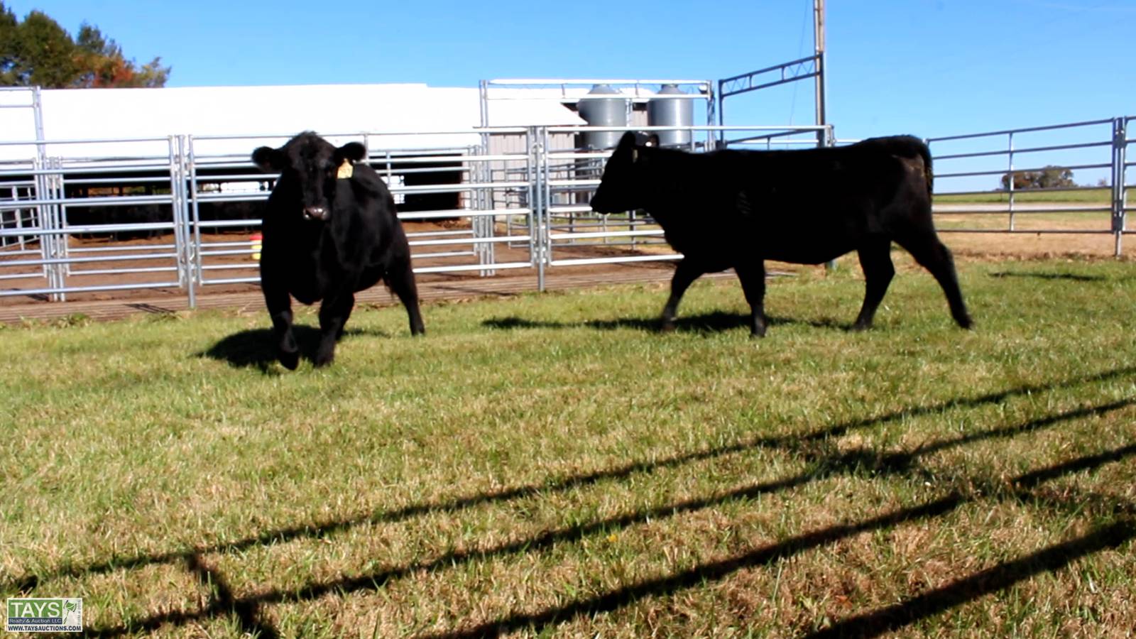 Tays Realty & Auction Auction ONLINE CATTLE AUCTION 75± HEAD of