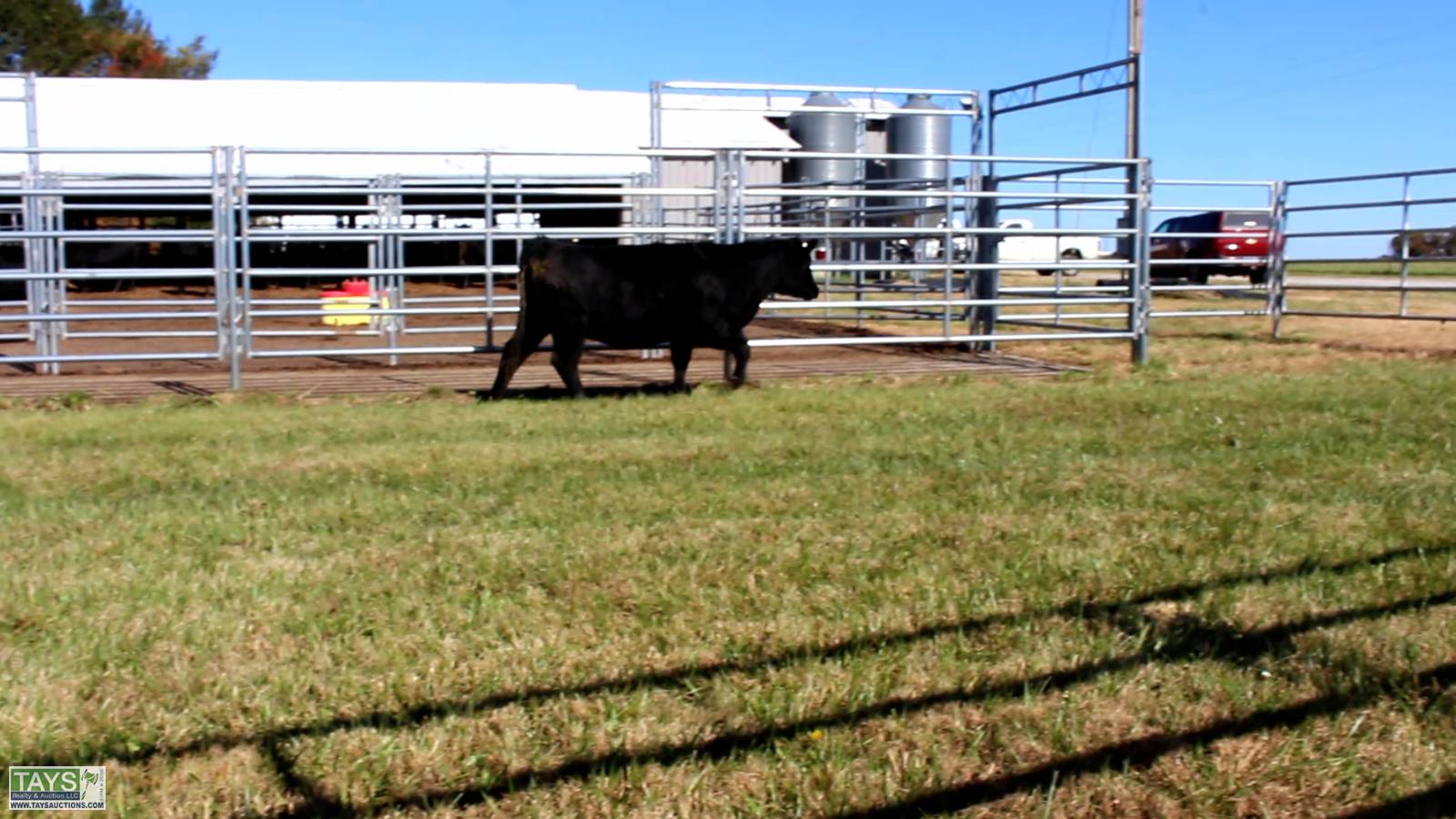 Tays Realty & Auction Auction ONLINE CATTLE AUCTION 75± HEAD of