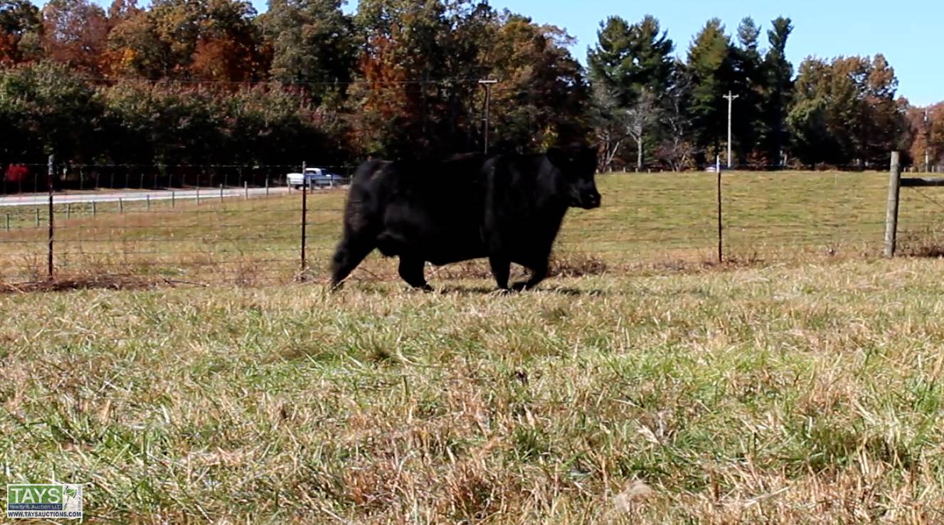 Tays Realty & Auction Auction ONLINE CATTLE AUCTION 75± HEAD of