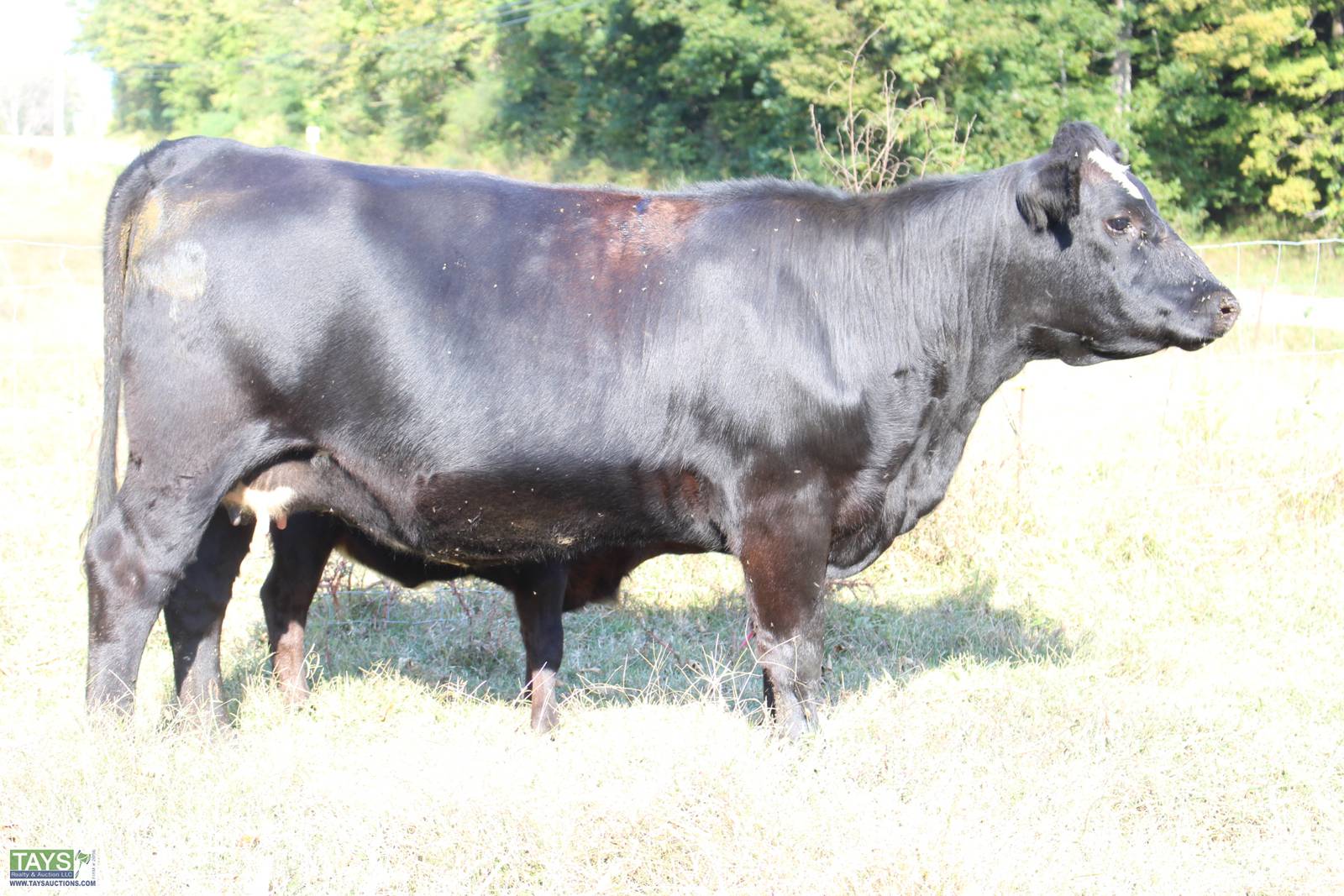 Tays Realty & Auction - Auction: ONLINE CATTLE SALE: 5th ANNUAL GOD'S ...
