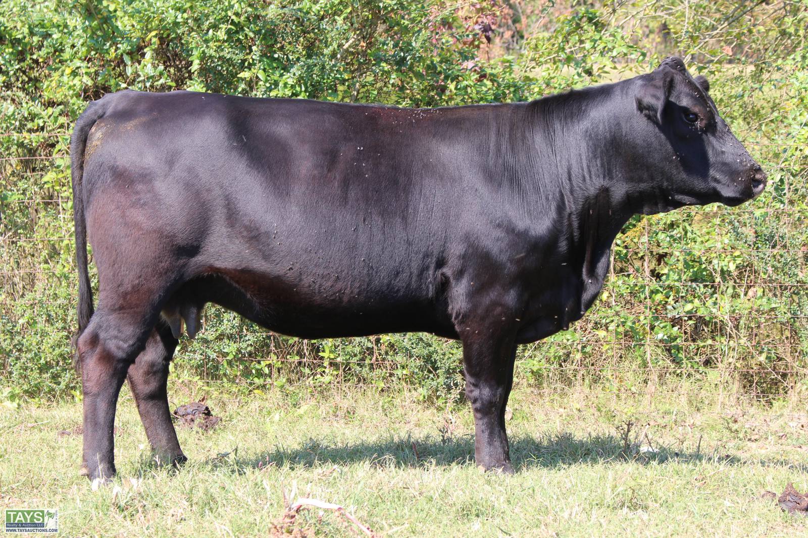 Tays Realty & Auction Auction ONLINE CATTLE SALE 5th ANNUAL GOD'S COUNTRY ALL BREED FEMALE