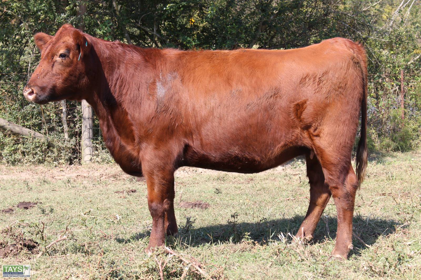 Tays Realty & Auction Auction ONLINE CATTLE SALE 5th ANNUAL GOD'S COUNTRY ALL BREED FEMALE