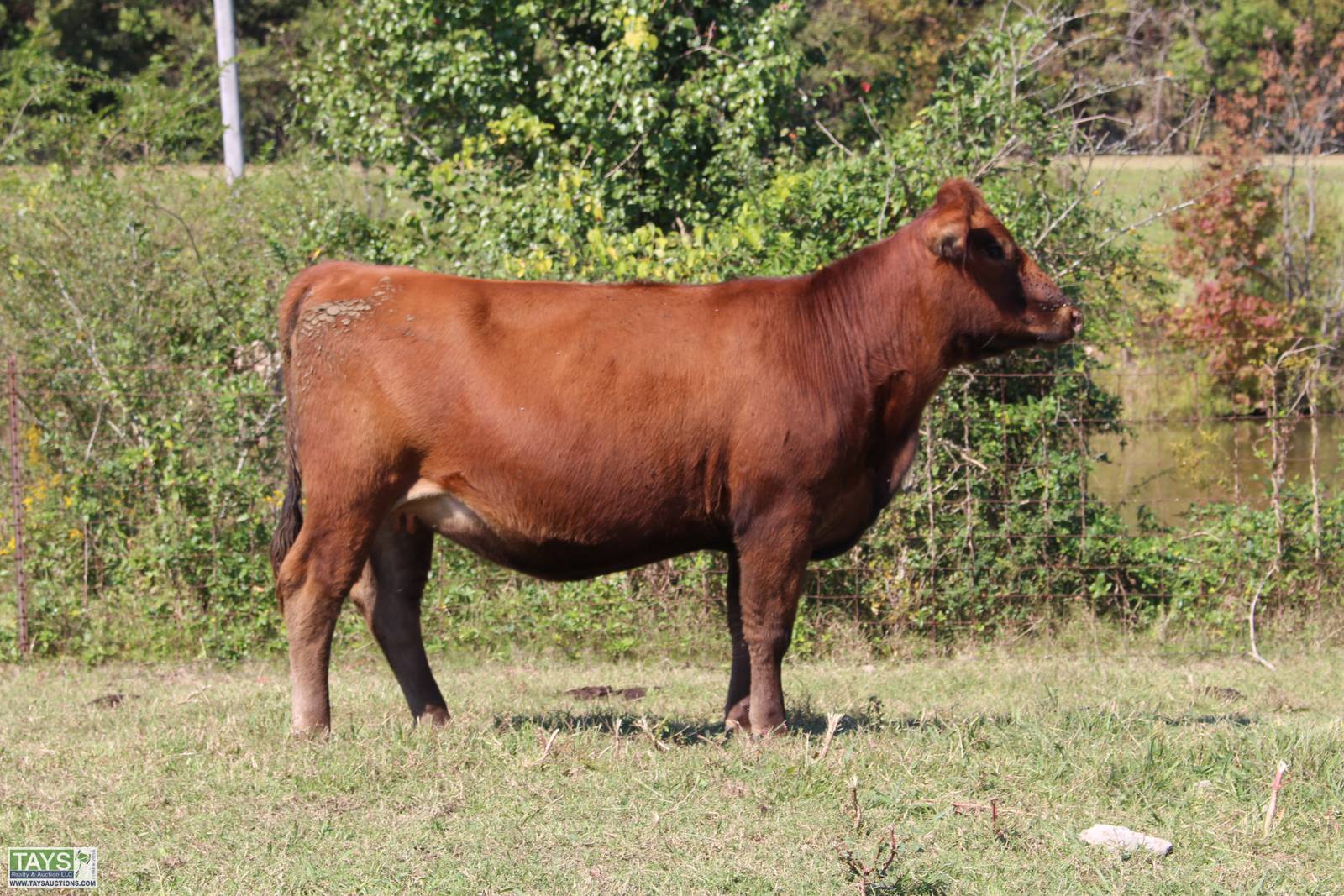 Tays Realty & Auction - Auction: ONLINE CATTLE SALE: 5th ANNUAL GOD'S ...