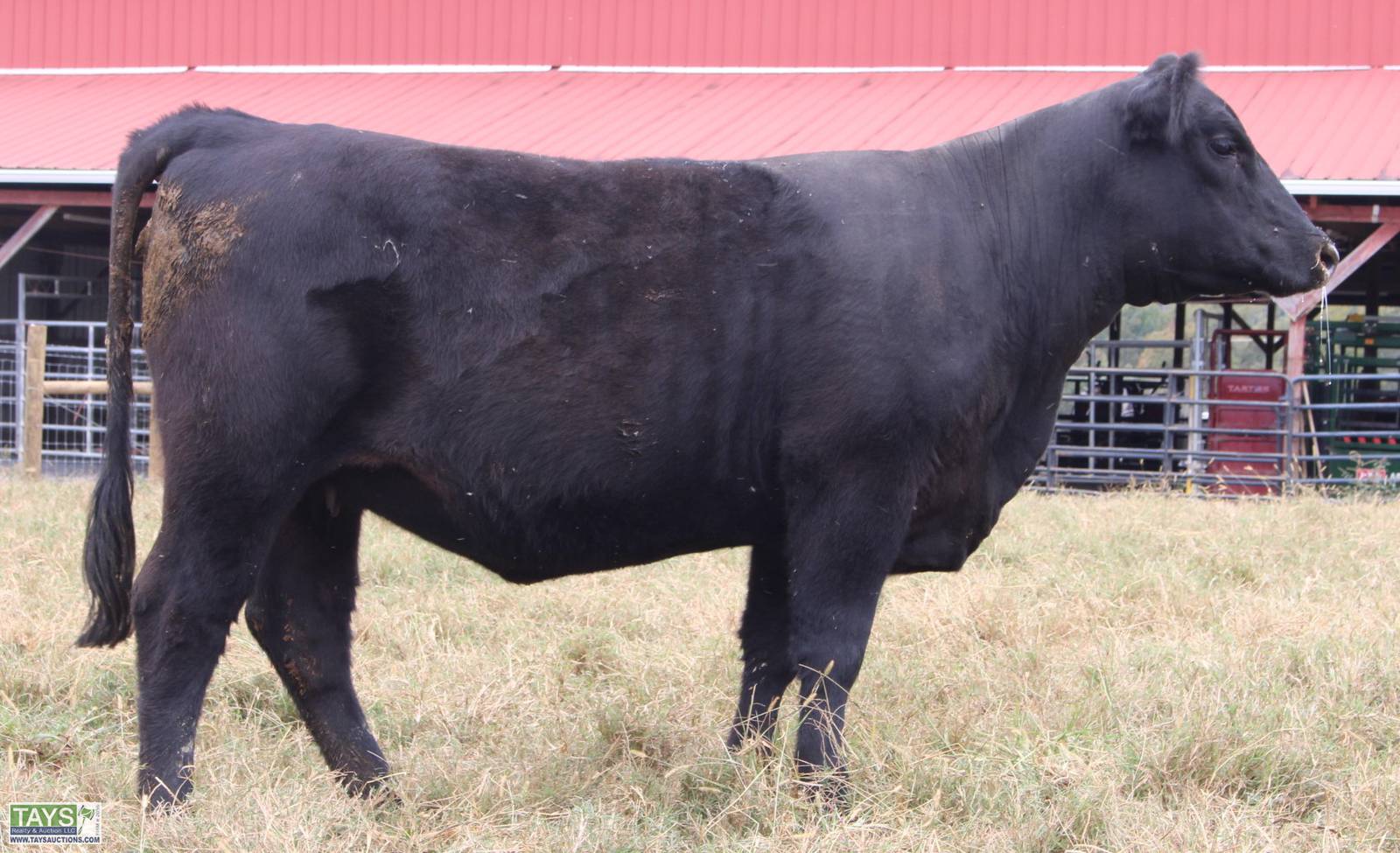 Tays Realty & Auction Auction ONLINE CATTLE SALE 5th ANNUAL GOD'S COUNTRY ALL BREED FEMALE