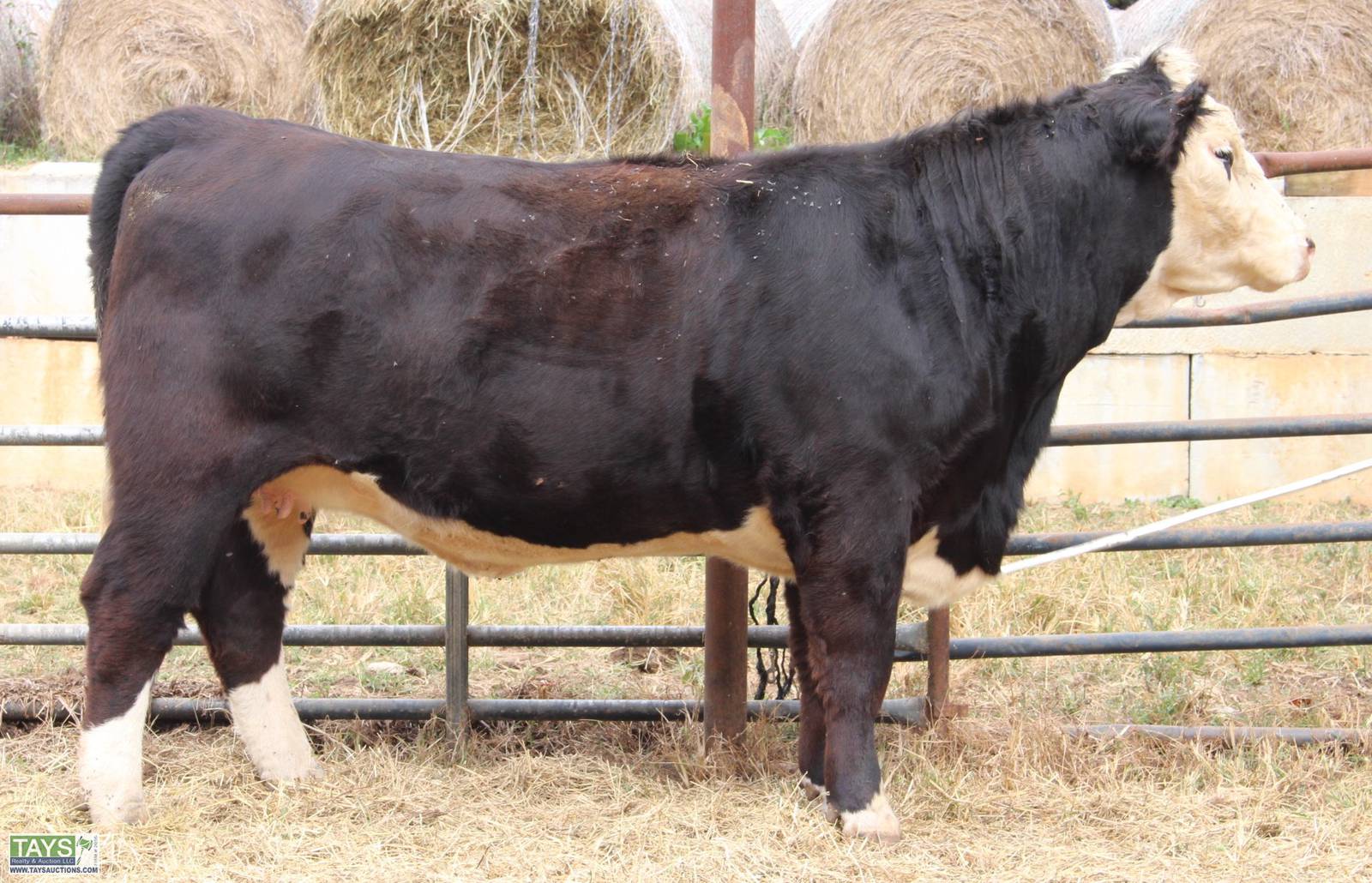 Tays Realty & Auction Auction ONLINE CATTLE SALE 5th ANNUAL GOD'S COUNTRY ALL BREED FEMALE