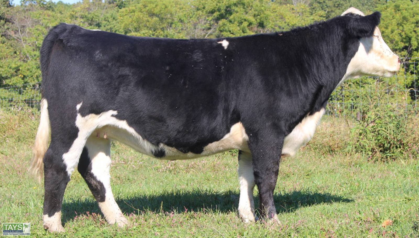 Tays Realty & Auction Auction ONLINE CATTLE SALE 5th ANNUAL GOD'S COUNTRY ALL BREED FEMALE