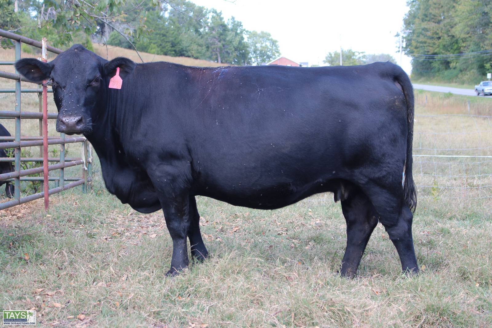 Tays Realty & Auction Auction ONLINE CATTLE SALE 5th ANNUAL GOD'S