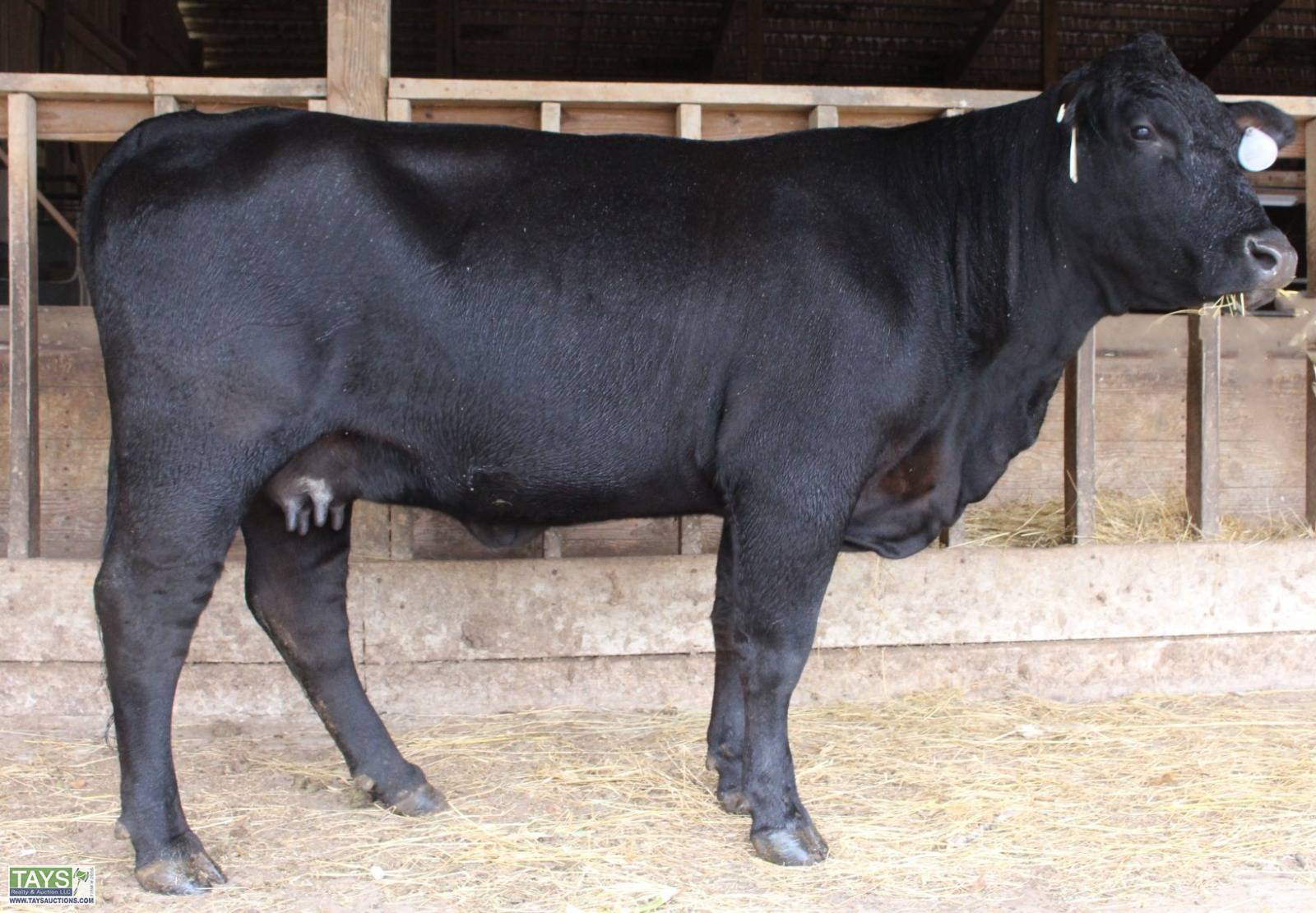 Tays Realty & Auction - Auction: ONLINE CATTLE SALE: 5th ANNUAL GOD'S ...