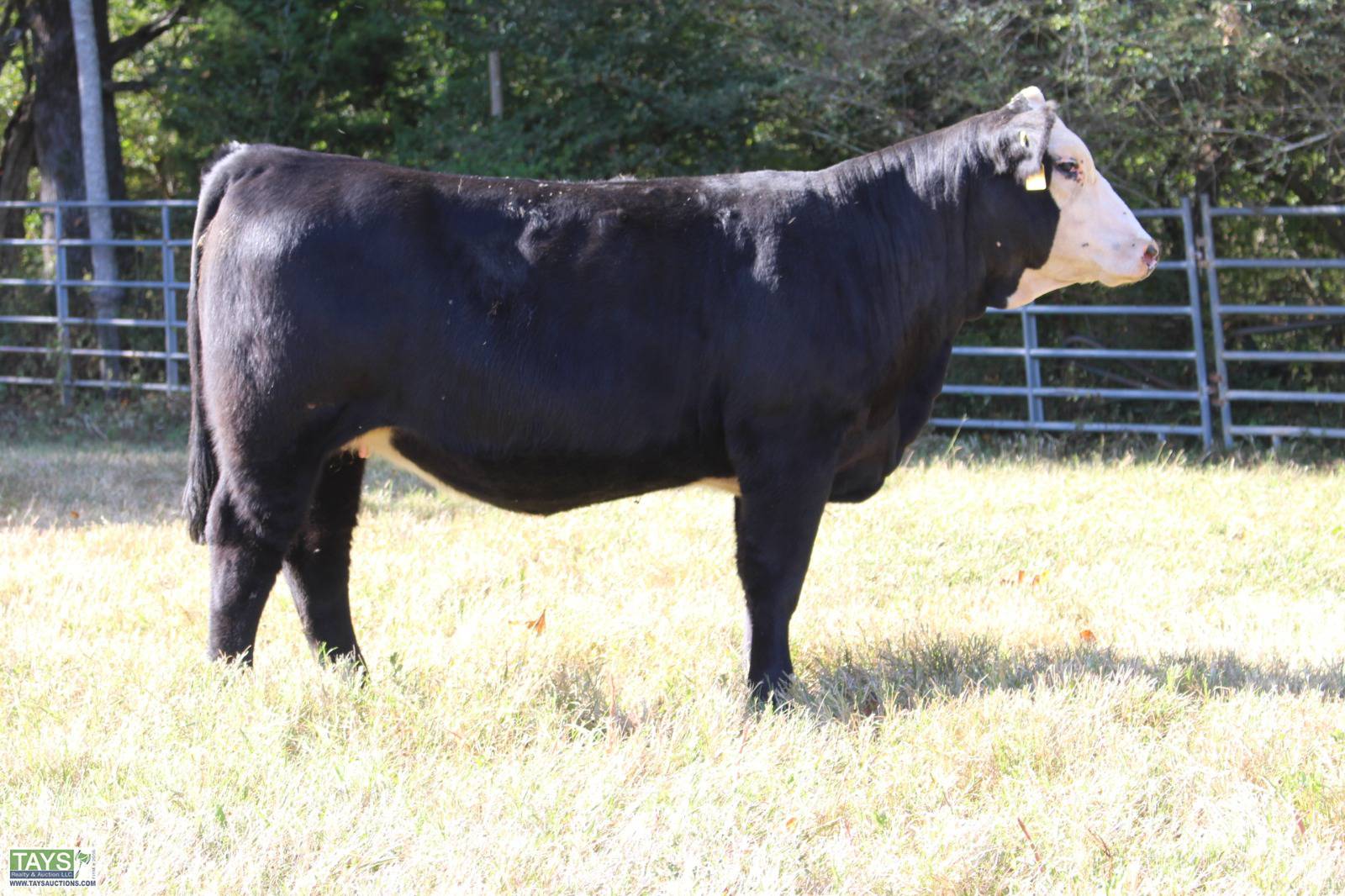 Tays Realty & Auction Auction ONLINE CATTLE SALE 5th ANNUAL GOD'S COUNTRY ALL BREED FEMALE