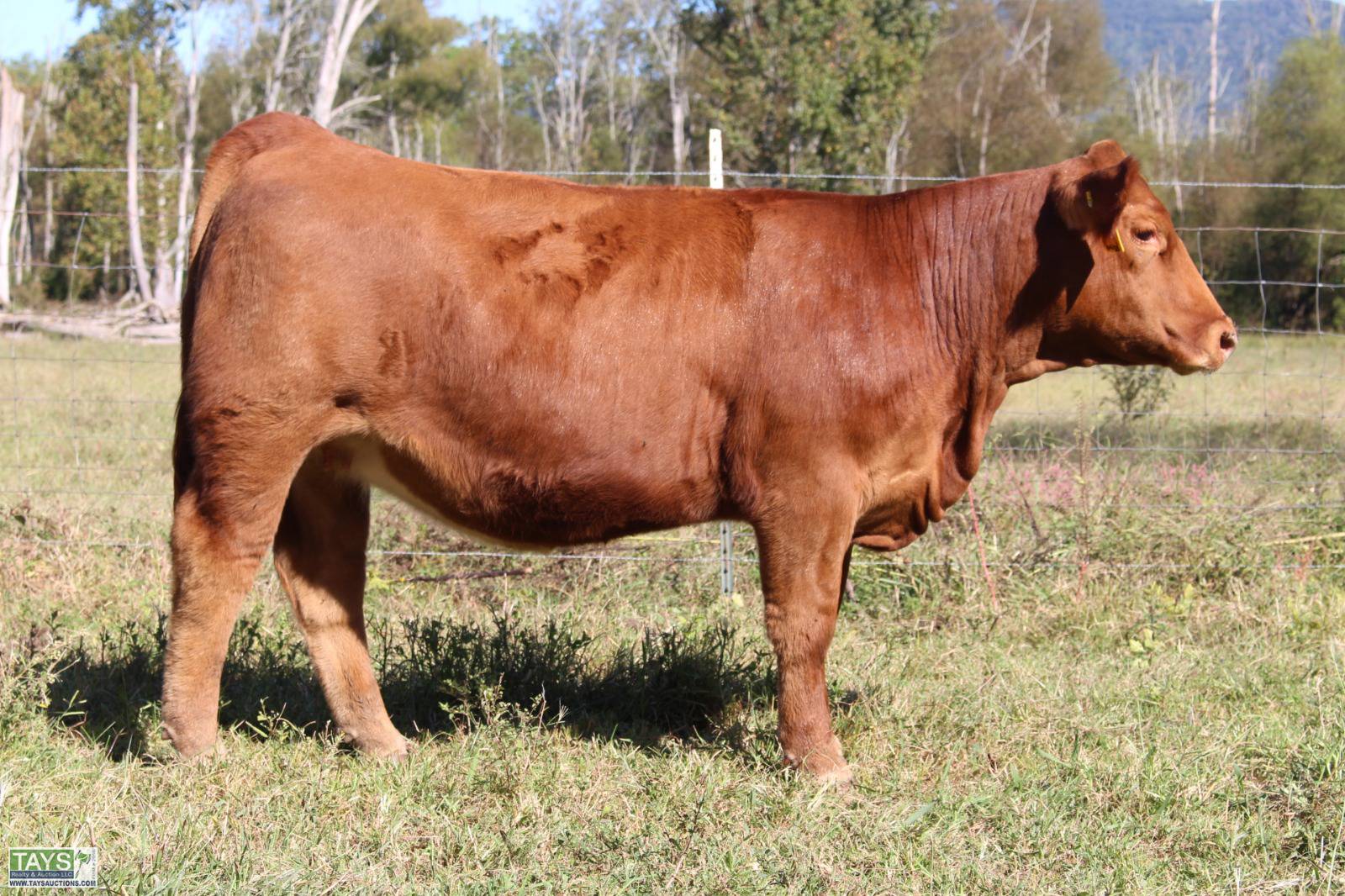 Tays Realty & Auction Auction ONLINE CATTLE SALE 5th ANNUAL GOD'S COUNTRY ALL BREED FEMALE