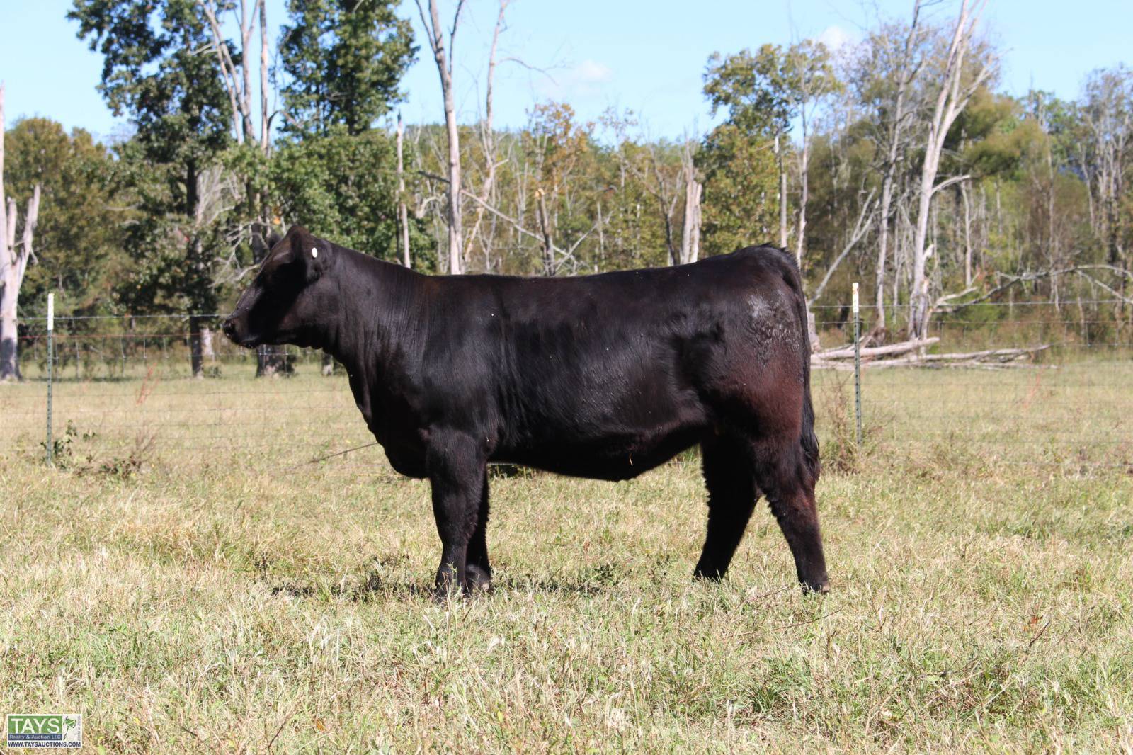 Tays Realty & Auction Auction ONLINE CATTLE SALE 5th ANNUAL GOD'S COUNTRY ALL BREED FEMALE