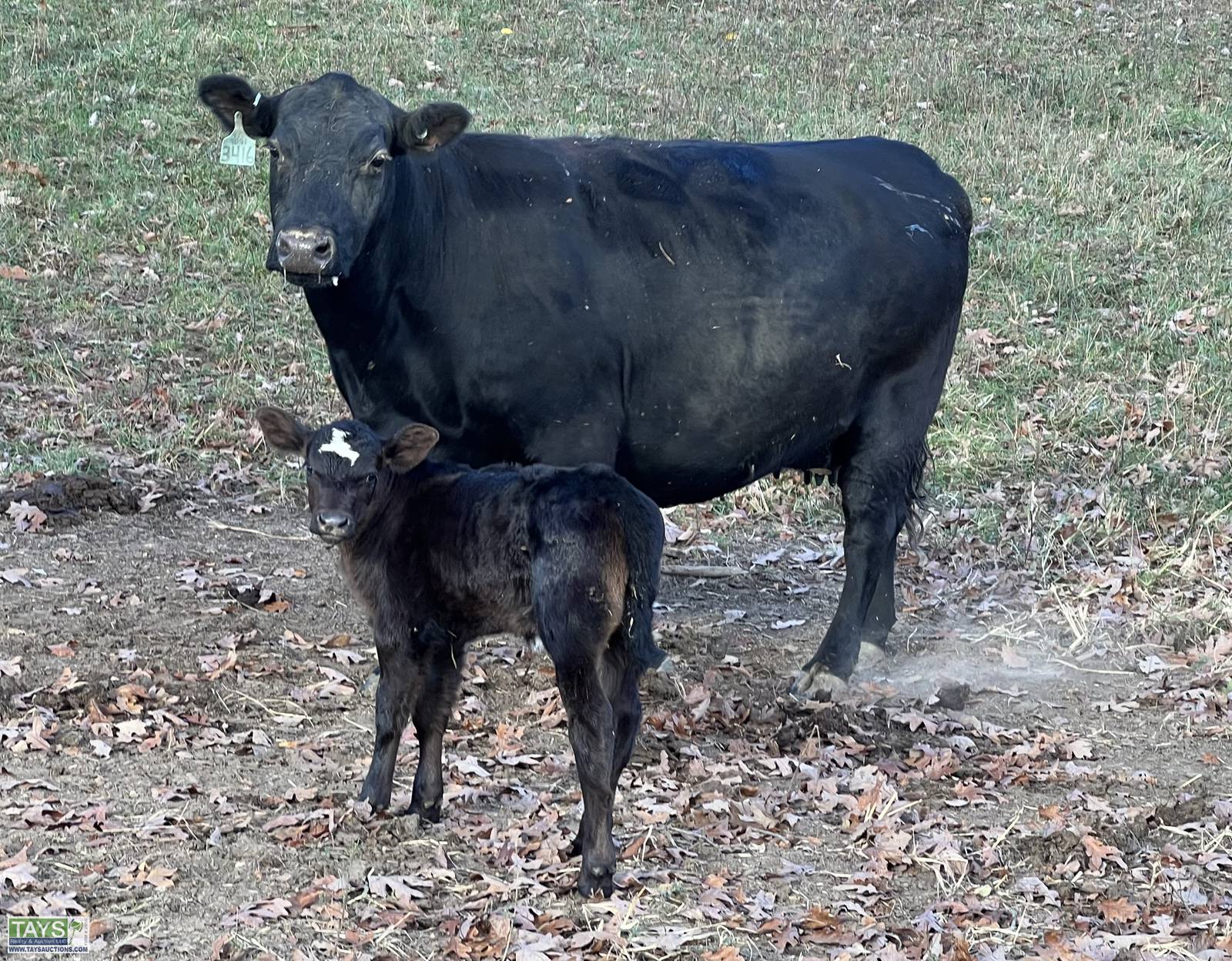 Tays Realty & Auction Auction ONLINE CATTLE SALE 5th ANNUAL GOD'S