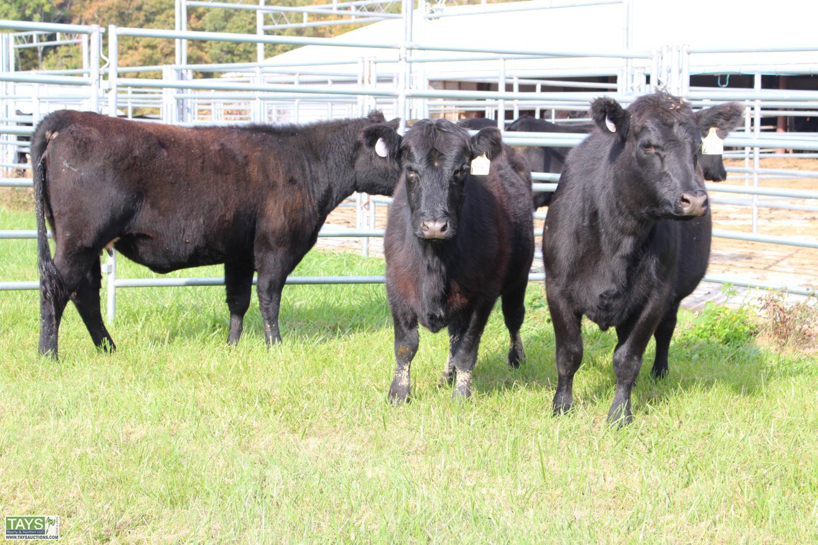 Tays Realty & Auction Auction ONLINE CATTLE AUCTION 80± HEAD of