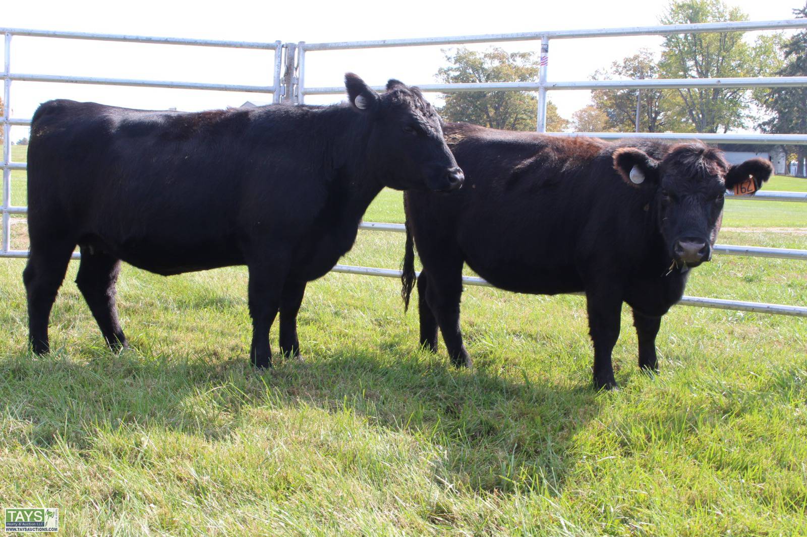 Tays Realty & Auction Auction ONLINE CATTLE AUCTION 80± HEAD of