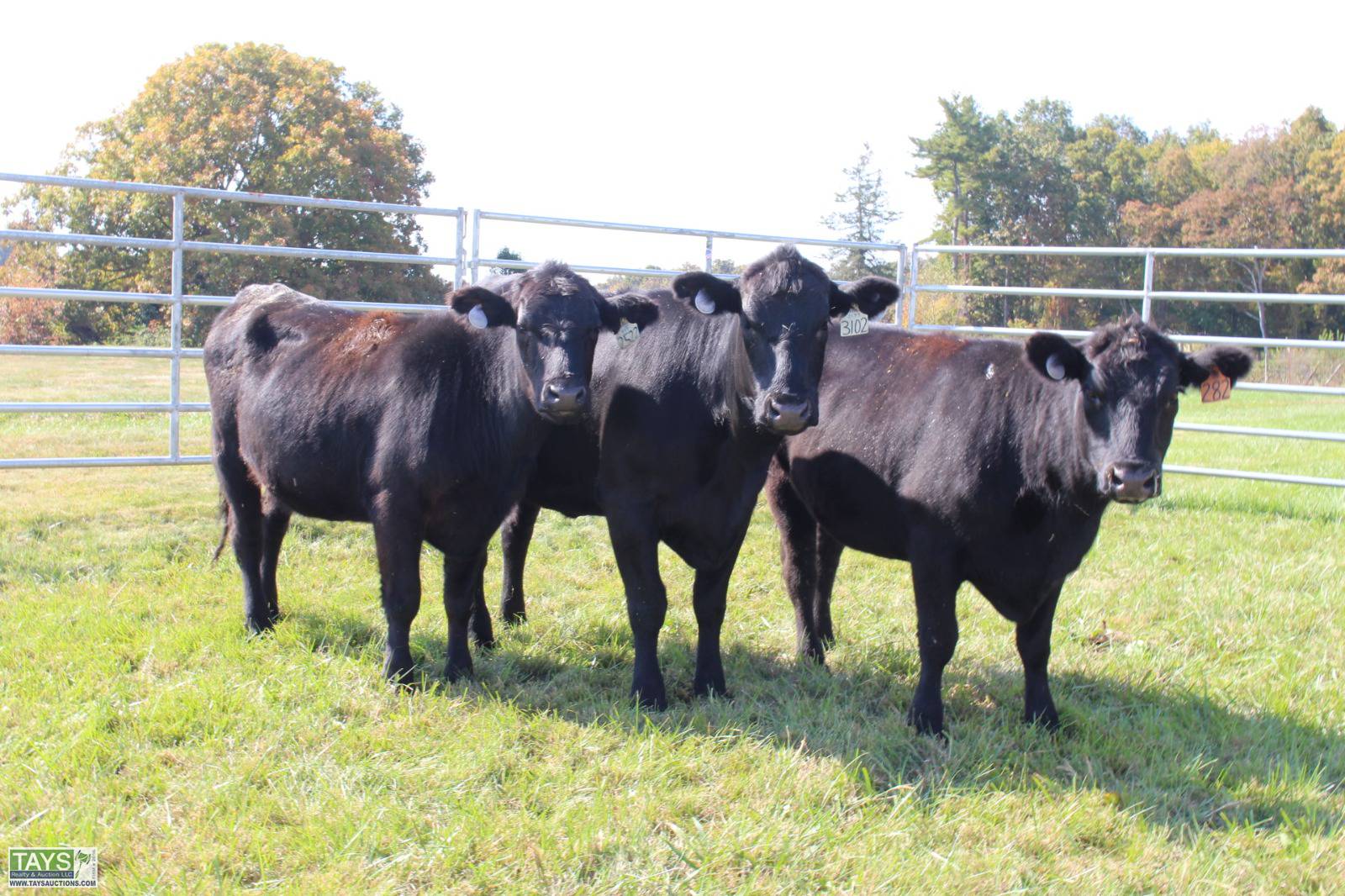 Tays Realty & Auction Auction ONLINE CATTLE AUCTION 80± HEAD of