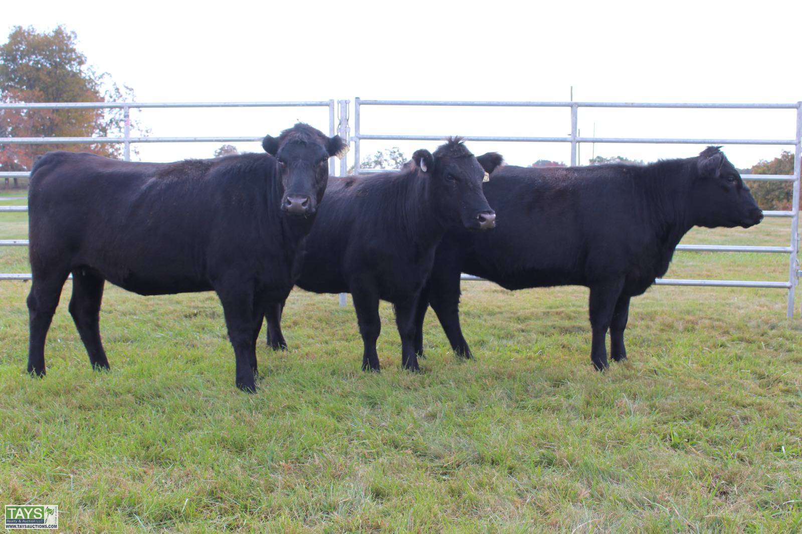 Tays Realty & Auction Auction ONLINE CATTLE AUCTION 80± HEAD of
