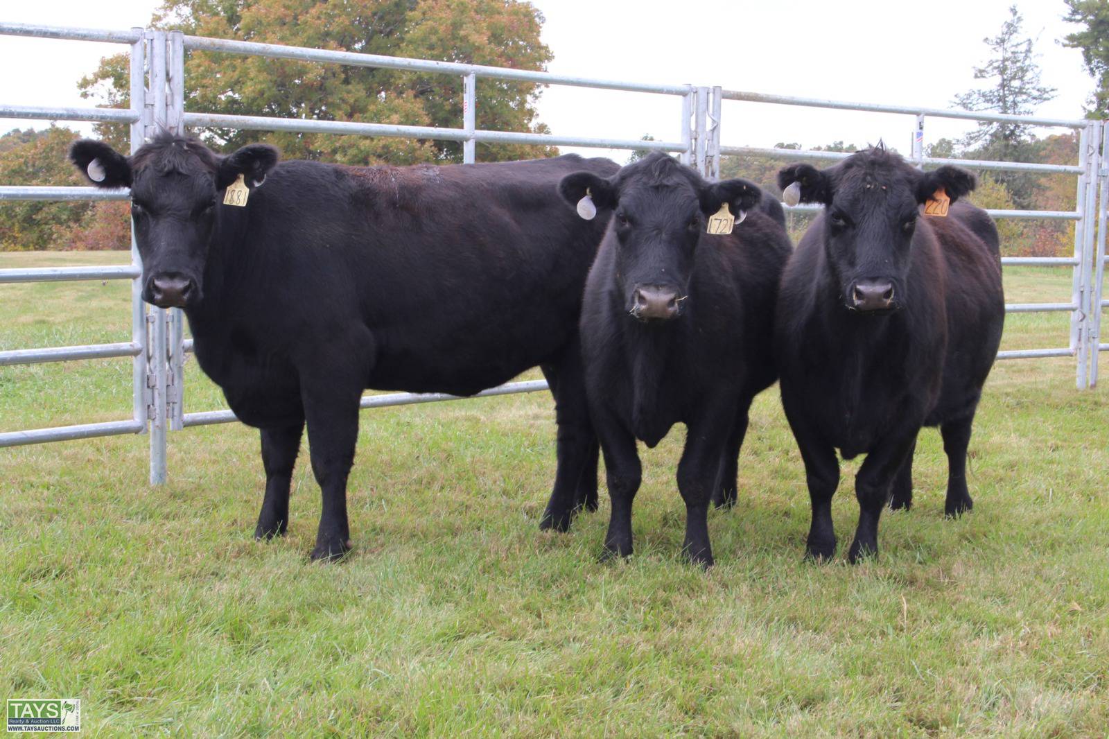 Beef Cattle Discovery - Breed - Angus