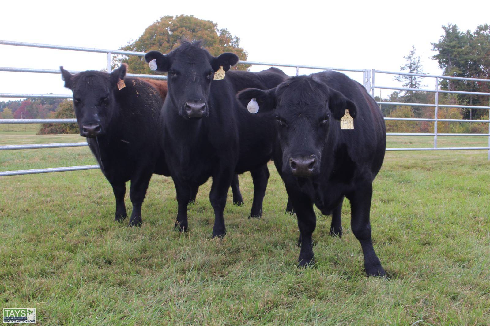 Tays Realty & Auction Auction ONLINE CATTLE AUCTION 80± HEAD of