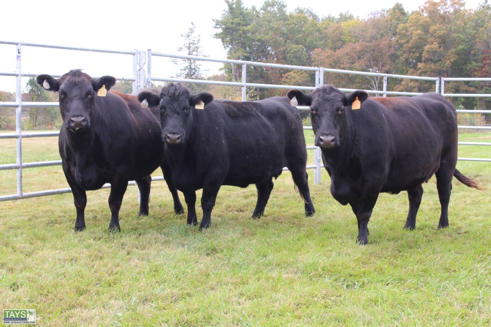 Tays Realty & Auction Auction ONLINE CATTLE AUCTION 80± HEAD of