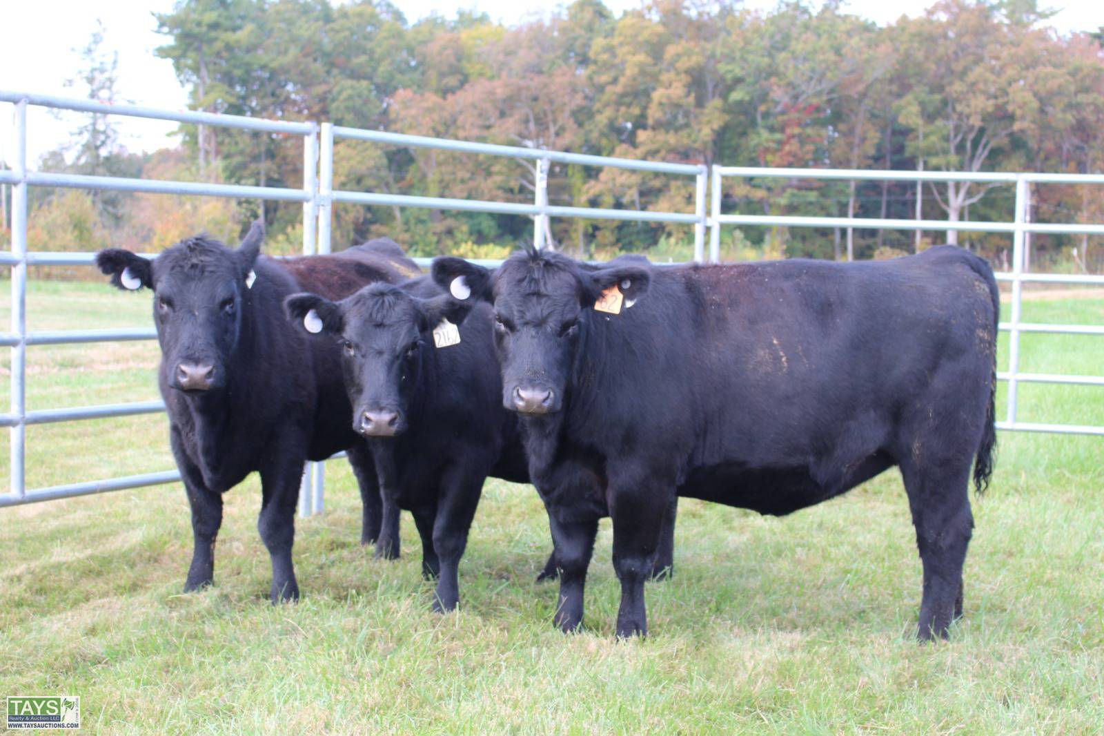 Tays Realty & Auction - Auction: ONLINE CATTLE AUCTION: 80± HEAD of ...