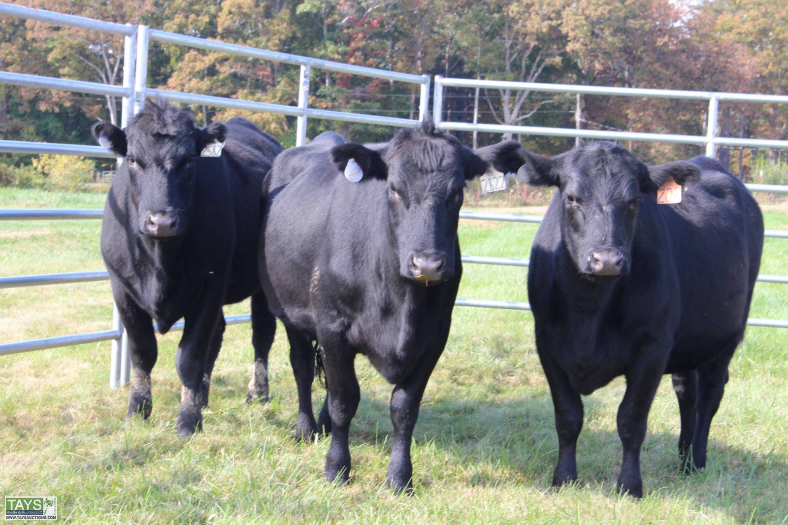 Tays Realty & Auction Auction ONLINE CATTLE AUCTION 80± HEAD of