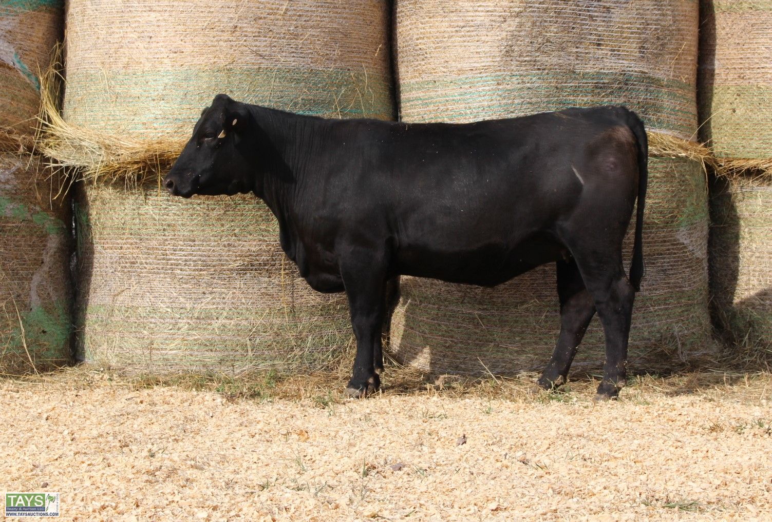 Tays Realty & Auction - Auction: ONLINE CATTLE AUCTION: TRIPLE A FARMS ...